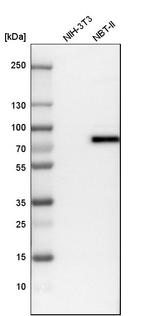 TRIM29 Antibody in Western Blot (WB)