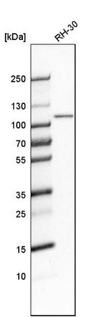 GEN1 Antibody in Western Blot (WB)