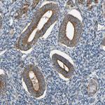 VPS41 Antibody in Immunohistochemistry (Paraffin) (IHC (P))