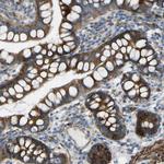 VPS41 Antibody in Immunohistochemistry (Paraffin) (IHC (P))