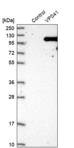 VPS41 Antibody in Western Blot (WB)