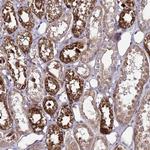 PRODH Antibody in Immunohistochemistry (Paraffin) (IHC (P))