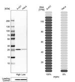 PSPH Antibody