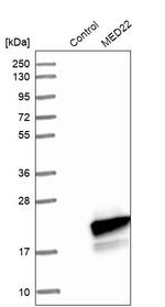 MED22 Antibody in Western Blot (WB)