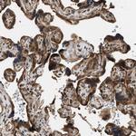 DNAJC2 Antibody in Immunohistochemistry (IHC)