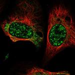 GCAT Antibody in Immunocytochemistry (ICC/IF)