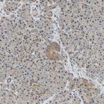 GCAT Antibody in Immunohistochemistry (IHC)