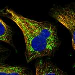 SHMT2 Antibody in Immunocytochemistry (ICC/IF)