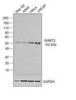 SHMT2 Antibody in Western Blot (WB)