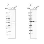 SHMT2 Antibody in Western Blot (WB)