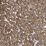 SHMT2 Antibody in Immunohistochemistry (IHC)