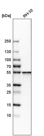 SHMT2 Antibody in Western Blot (WB)