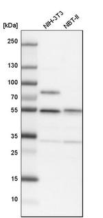 SHMT2 Antibody in Western Blot (WB)