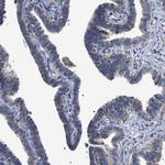 MIS18A Antibody in Immunohistochemistry (Paraffin) (IHC (P))