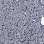 MIS18A Antibody in Immunohistochemistry (Paraffin) (IHC (P))