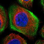 LMO7 Antibody in Immunocytochemistry (ICC/IF)