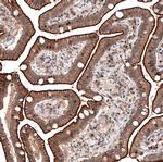 LMO7 Antibody in Immunohistochemistry (IHC)