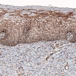 LMO7 Antibody in Immunohistochemistry (IHC)