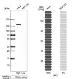 LMO7 Antibody in Western Blot (WB)