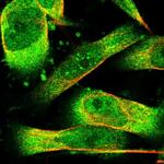 PHPT1 Antibody in Immunocytochemistry (ICC/IF)