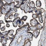 PLAA Antibody in Immunohistochemistry (Paraffin) (IHC (P))