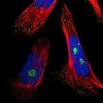 NOP58 Antibody in Immunocytochemistry (ICC/IF)