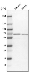 NOP58 Antibody in Western Blot (WB)