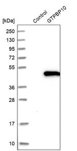 GTPBP10 Antibody in Western Blot (WB)