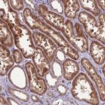 GEN1 Antibody in Immunohistochemistry (Paraffin) (IHC (P))