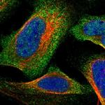 CCBL1 Antibody in Immunocytochemistry (ICC/IF)