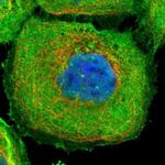 OBSCN Antibody in Immunocytochemistry (ICC/IF)