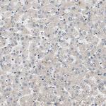 OBSCN Antibody in Immunohistochemistry (IHC)