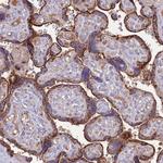 C9orf156 Antibody in Immunohistochemistry (Paraffin) (IHC (P))