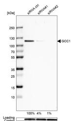 GCC1 Antibody