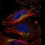 SLC38A10 Antibody in Immunocytochemistry (ICC/IF)