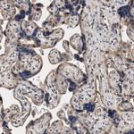 ZADH2 Antibody in Immunohistochemistry (Paraffin) (IHC (P))