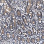 WIPI2 Antibody in Immunohistochemistry (Paraffin) (IHC (P))