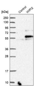 WIPI2 Antibody in Western Blot (WB)