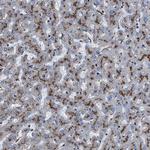 NEU1 Antibody in Immunohistochemistry (Paraffin) (IHC (P))