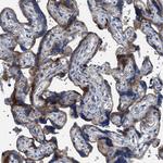 NEU1 Antibody in Immunohistochemistry (Paraffin) (IHC (P))