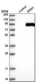 DNAI1 Antibody in Western Blot (WB)