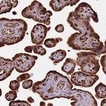 DENR Antibody in Immunohistochemistry (Paraffin) (IHC (P))