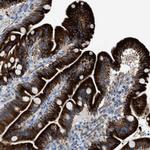 MPP3 Antibody in Immunohistochemistry (Paraffin) (IHC (P))