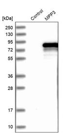 MPP3 Antibody in Western Blot (WB)