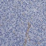 Parg Antibody in Immunohistochemistry (IHC)