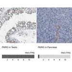 Parg Antibody