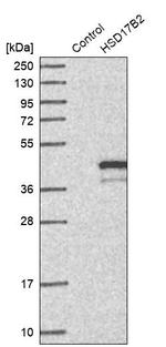 HSD17B2 Antibody in Western Blot (WB)