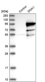 DNAI1 Antibody in Western Blot (WB)