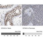 eIF4A3 Antibody