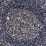 PRPSAP2 Antibody in Immunohistochemistry (Paraffin) (IHC (P))